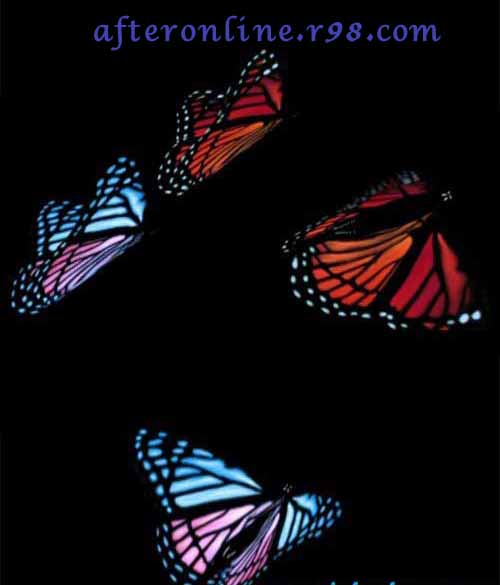 دانلود فوتیج و کلیپ آماده پروانه Footage Rainbow Butterfly رایگان